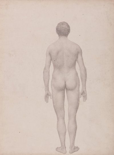 A Comparative Anatomical Exposition of the Structure of the Human Body with that of a Tiger and a Cow by George Stubbs